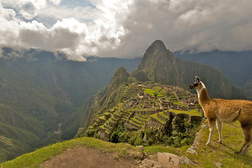 A group of alpacas in the mountainous regions of Peru.