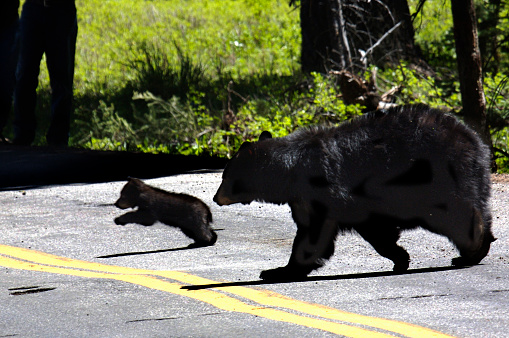 A mother Black Bear and cub cross a road at Yellowstone National park, Wyoming