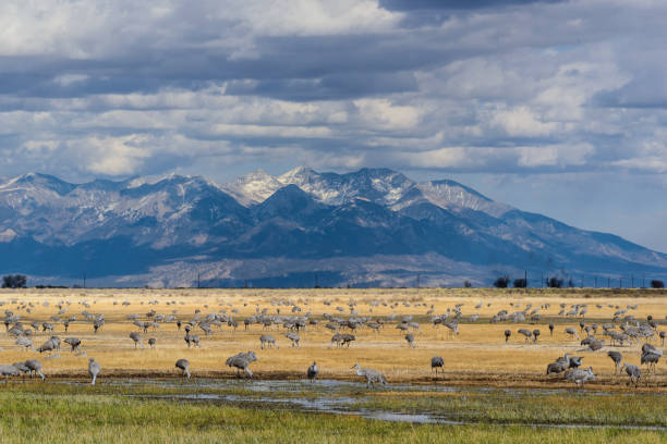 istock Migrating Greater Sandhill Cranes in Monte Vista, Colorado 933307646