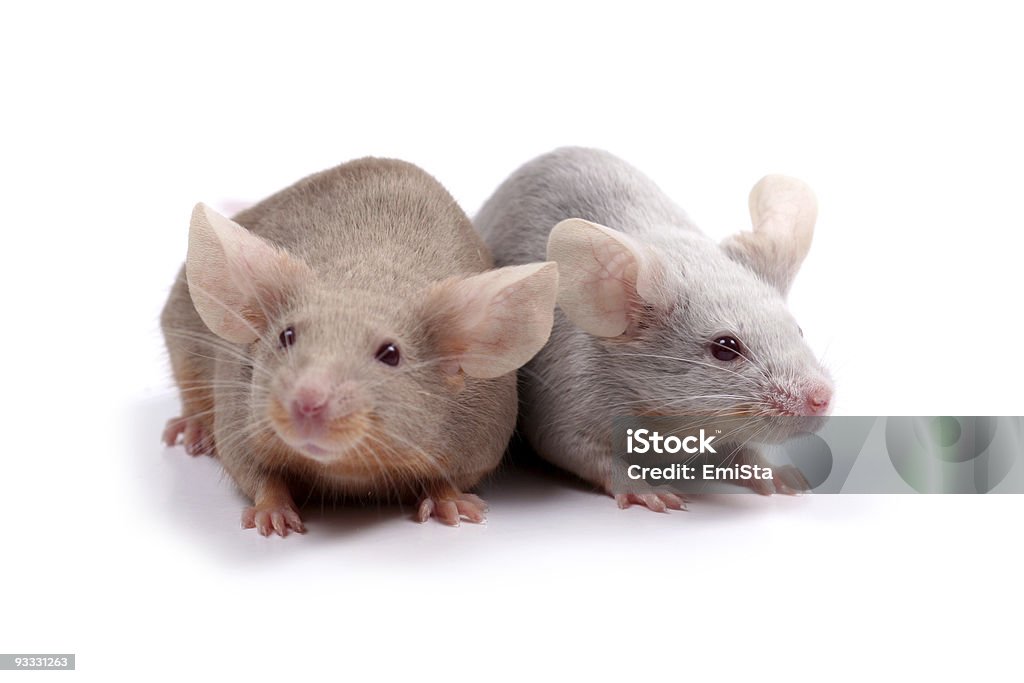 Coppia di mouse - Foto stock royalty-free di Animale