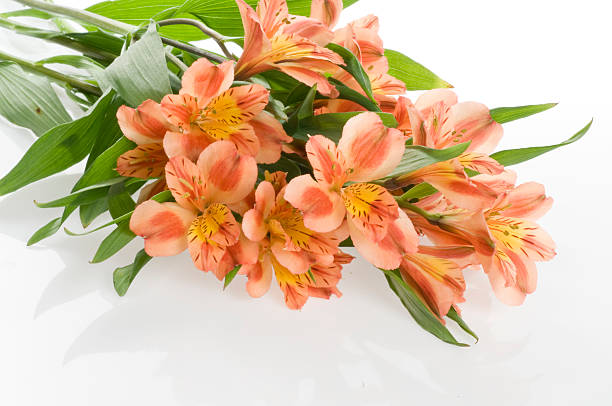 istock Beautiful holiday flowers 93331332