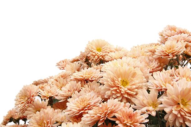 Chrysanthemum . stock photo