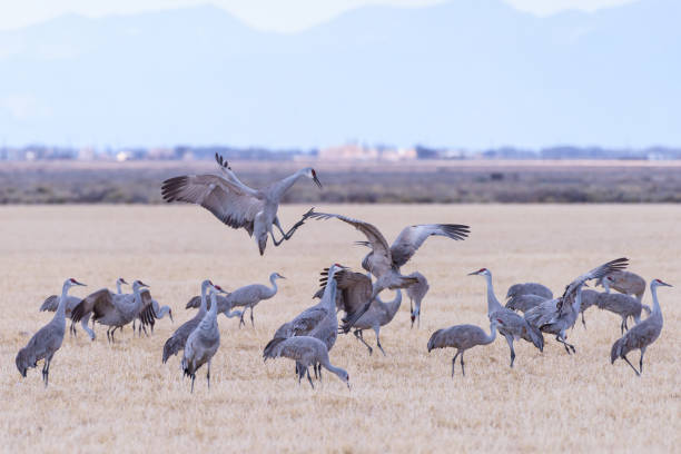 istock Migrating Greater Sandhill Cranes in Monte Vista, Colorado 933315248