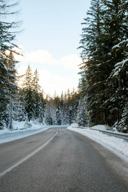 istock Fir forest covered with first snow in the Dolomites 933320660