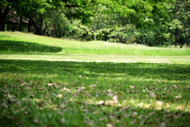 Green park in sunny day of summer season.