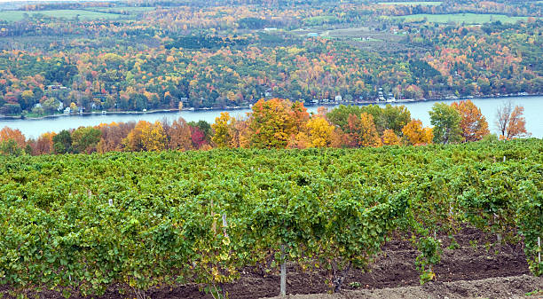 DSLR image of Vineyard on Keuka Lake DSLR image of Vineyard on Keuka Lake, one of the Finger Lakes in central and western New York.  The color image has no visible people, is in horizontal orientation, has autumn trees in the background, and ample copy space for text.   finger lakes stock pictures, royalty-free photos & images