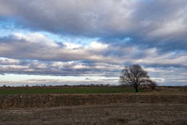 arbre nu solitaire dans champ de ferme contre ciel nuageux - bare tree tree single object loneliness photos et images de collection