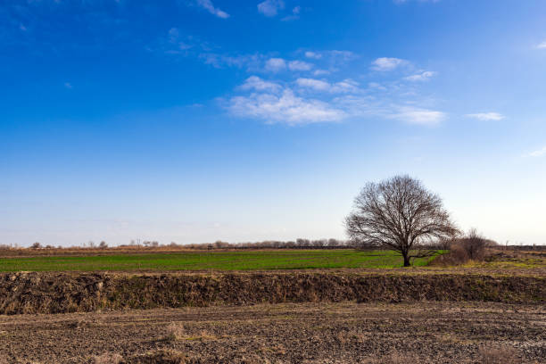 arbre nu solitaire dans champ de ferme contre le ciel bleu - bare tree tree single object loneliness photos et images de collection