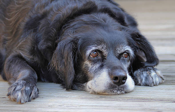 Old Sick Dog stock photo