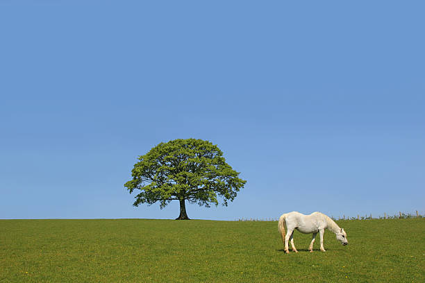 istock Oak Tree and White Horse Beauty 93334985