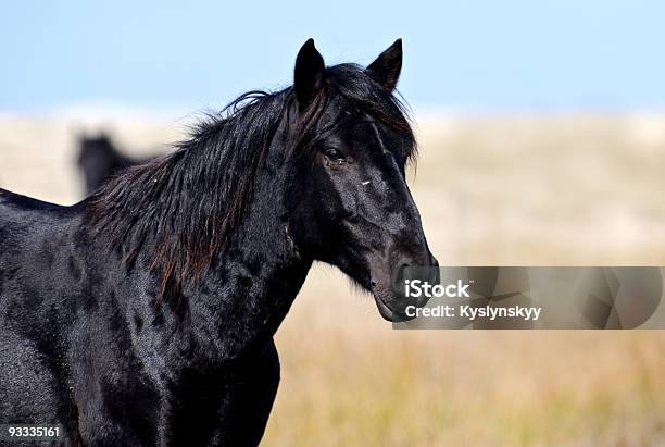 Caballo Foto de stock y más banco de imágenes de Aire libre - Aire libre, Alerta, Animal