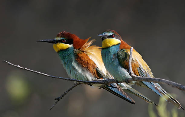 European Bee eater  bee eater stock pictures, royalty-free photos & images