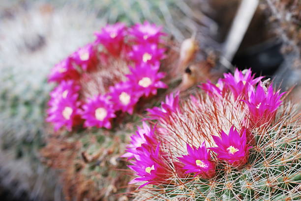 istock Magenta Mammillaria flowers 93335261