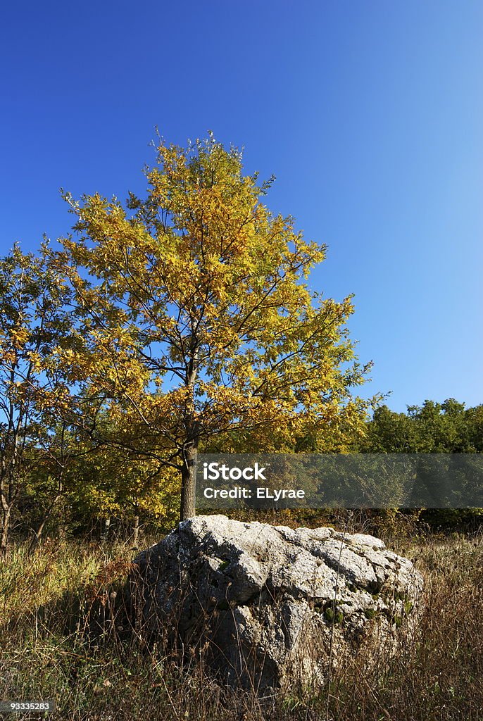 Yellow oak tree  Autumn Stock Photo