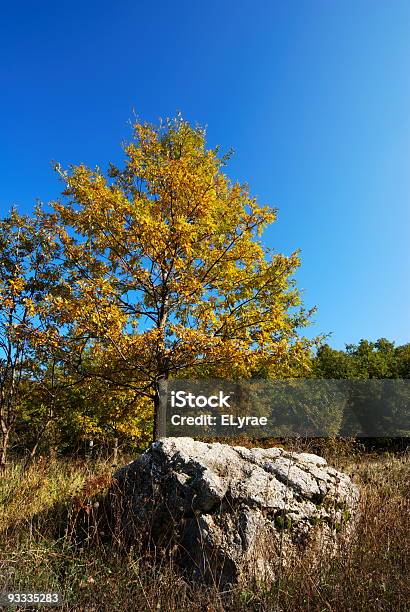 Yellow Oak Tree Stock Photo - Download Image Now - Autumn, Blue, Branch - Plant Part