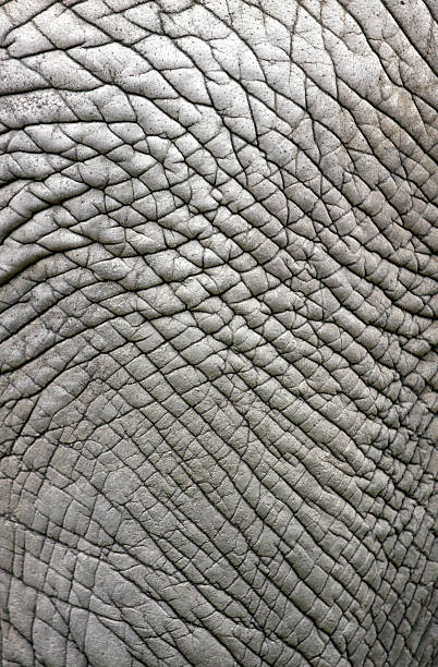istock Close-up of gray textured elephant skin background 93335316