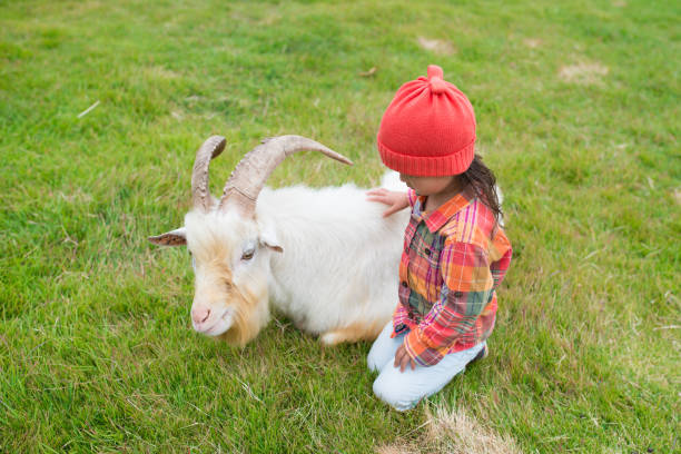 istock Little girl touching the goat 933356502