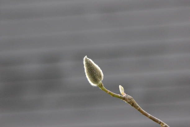 the new peak of a magnolia tree in spring, british columbia, canada - plant white magnolia tulip tree imagens e fotografias de stock