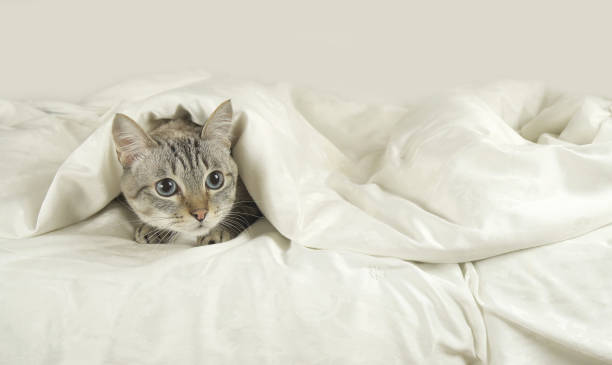 istock Thai cat lies under blanket on the bed 933359278