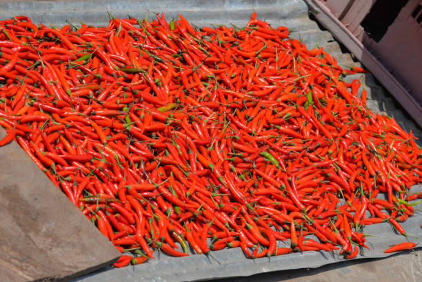 istock Dry chill pepper outdoor for making food ingredient 933359404