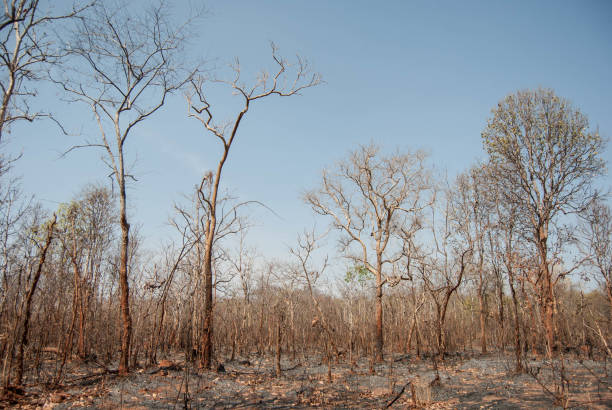 istock Burning dipterocarp forest Conservation area in Thailand Southeast Asia 933365584