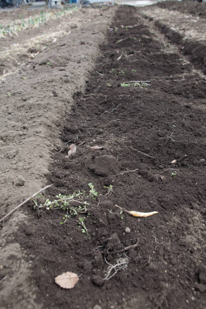 istock Ridge and furrow farming 933373266