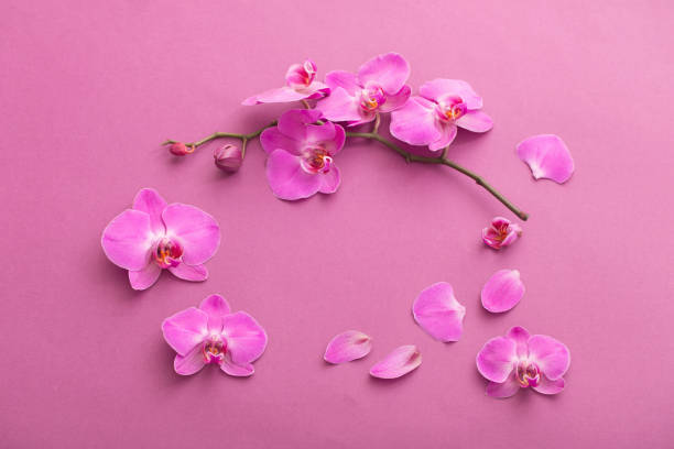 istock the beautiful orchid flowers 933376834