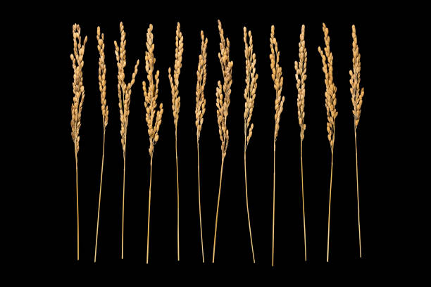 flax field on the french coast. Using the sun for drying the flax