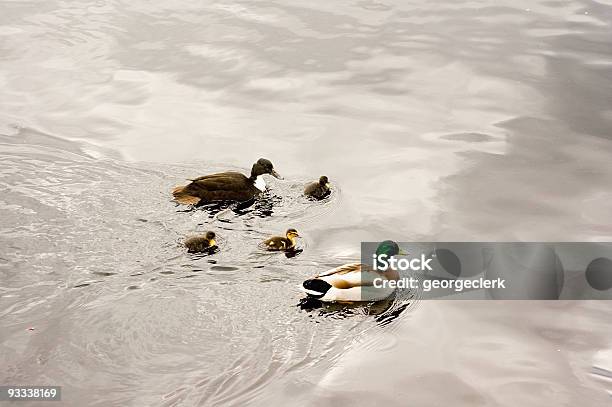 Famiglia Di Anatre - Fotografie stock e altre immagini di Anatroccolo - Anatroccolo, Imparare, Insegnare