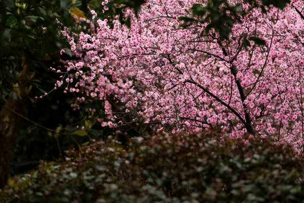 Cherry blossoms in the park