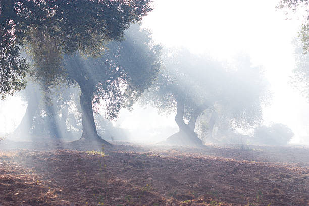 entre olivos amanecer - agriculture tree rural scene nature foto e immagini stock