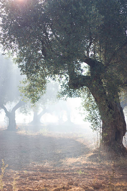 entre olivos amanecer - agriculture tree rural scene nature foto e immagini stock