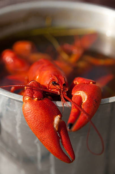 istock A crayfish in a pot full of boiling water 93339010