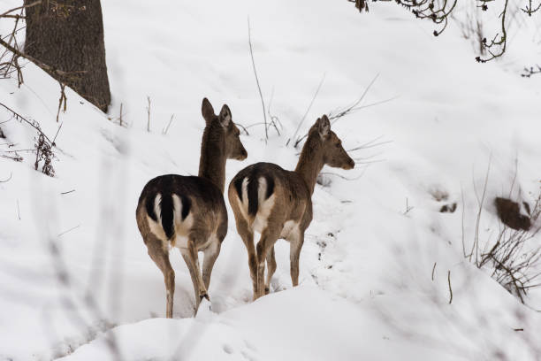 Fallow deers in the woods with snow