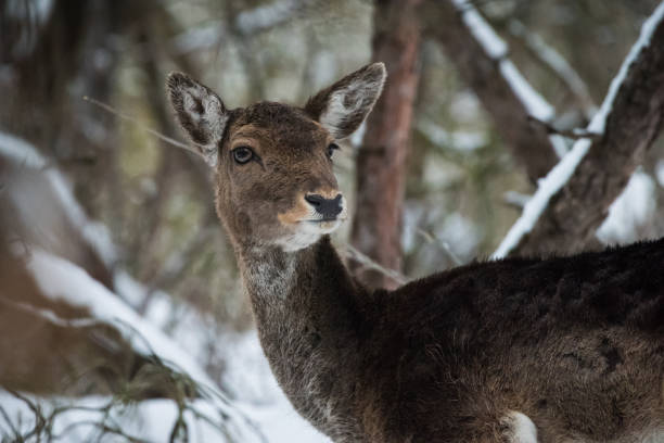istock Fallow deers in the woods with snow 933390182