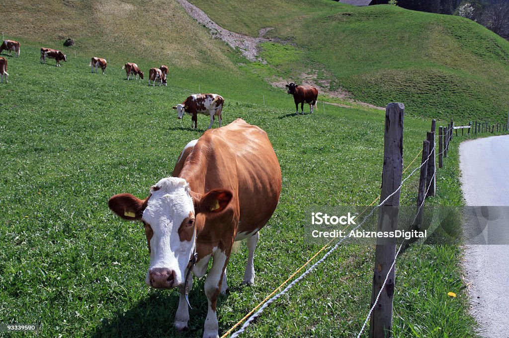 Jeune vaches suisse - Photo de Animaux domestiques libre de droits