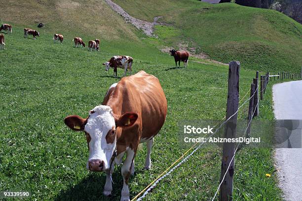 Photo libre de droit de Jeune Vaches Suisse banque d'images et plus d'images libres de droit de Animaux domestiques - Animaux domestiques, Bovin domestique, Bétail
