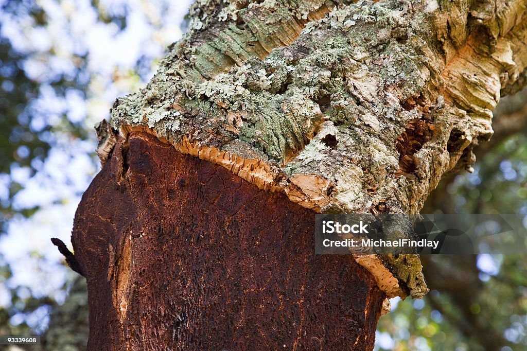 Cork Tree detail  Agriculture Stock Photo