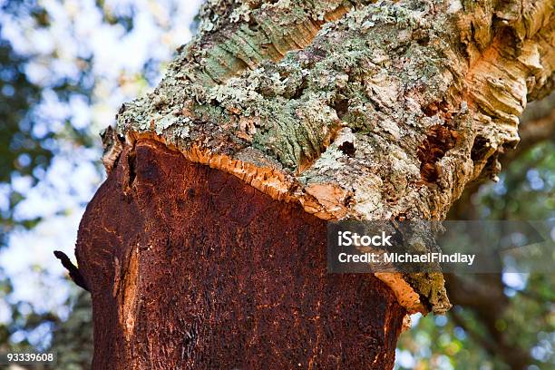 Cork Tree Detail Stock Photo - Download Image Now - Agriculture, Close-up, Color Image