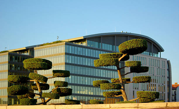 Bonsai outside stock photo