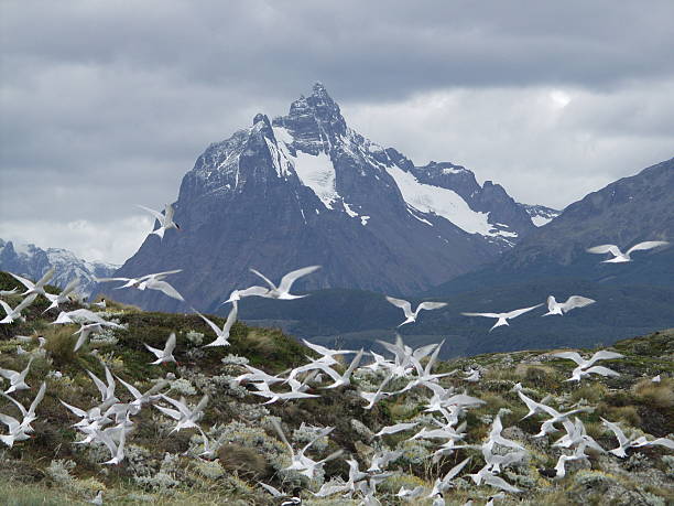 Ushuaia de beleza - foto de acervo