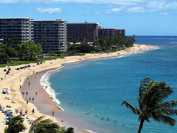 istock Beautiful palm trees in Kaanapali Beach, Maui 93339856
