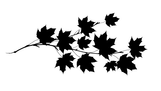 Black sihlouette of maple twig with leaves isolated on white.