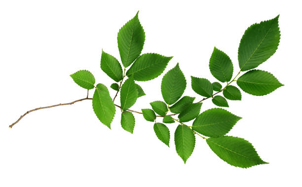 istock Green leaves of elm-tree 933398892