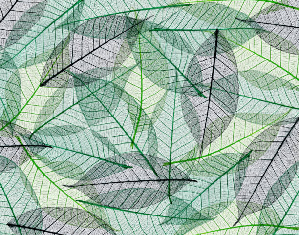 istock Sceletons of leaves 933398918