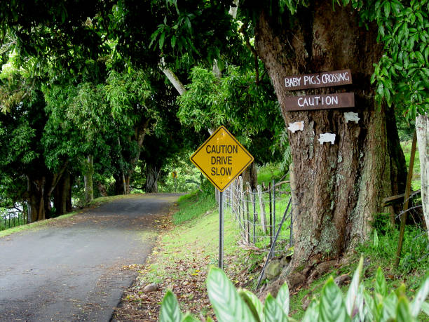 istock On the way to Hana 93339959