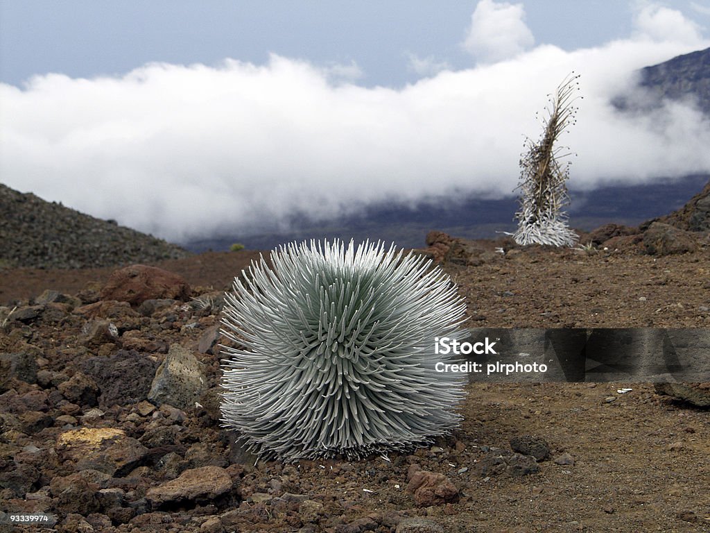 Silversword - Foto de stock de Aire libre libre de derechos