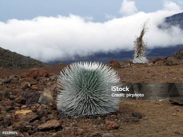 Silversword Foto de stock y más banco de imágenes de Aire libre - Aire libre, Color - Tipo de imagen, Cráter