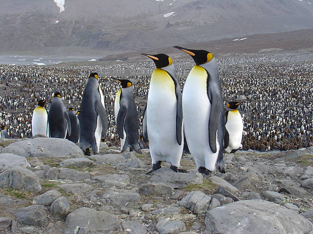 Hanging Out - foto de stock