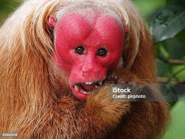 Red Faced Monkey Stock Photo - Download Image Now - Animal, Animal Head,  Animals In The Wild - iStock